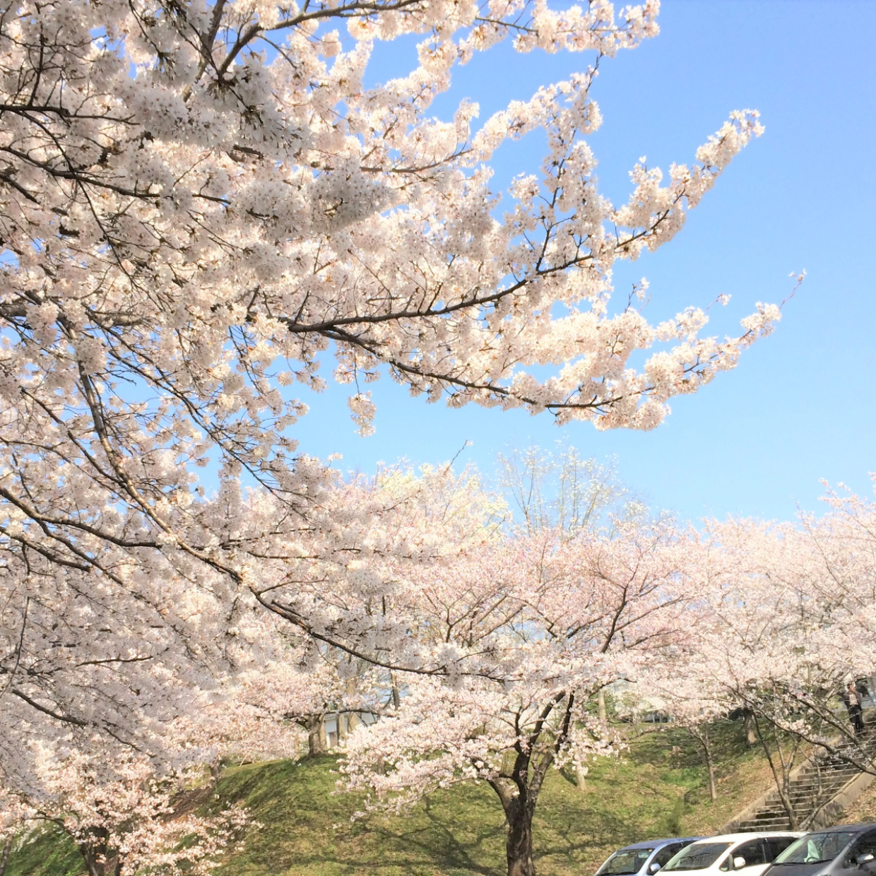  【石川の桜スポット】金沢は4月初旬、能登はちょっと遅れて見頃！地元の人おすすめのお花見スポット6選 