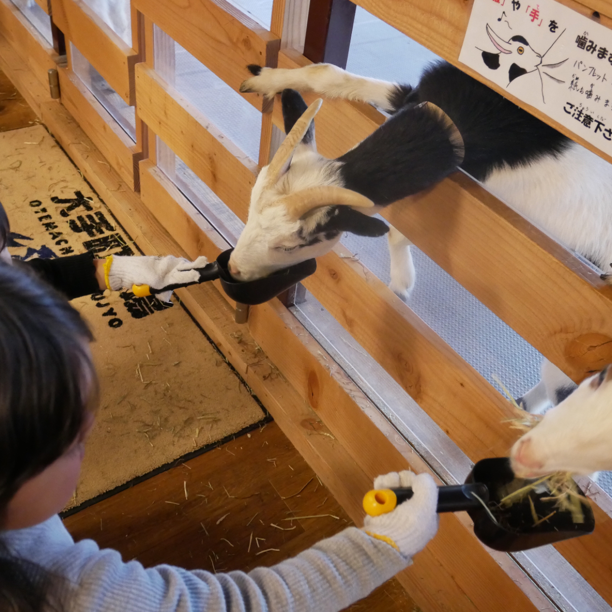  【体験レポ】東京駅から徒歩１分で牧場に！「大手町牧場」は子連れで楽しめるスポット♡ 