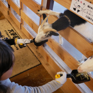 【体験レポ】東京駅から徒歩１分で牧場に！「大手町牧場」は子連れで楽しめるスポット♡