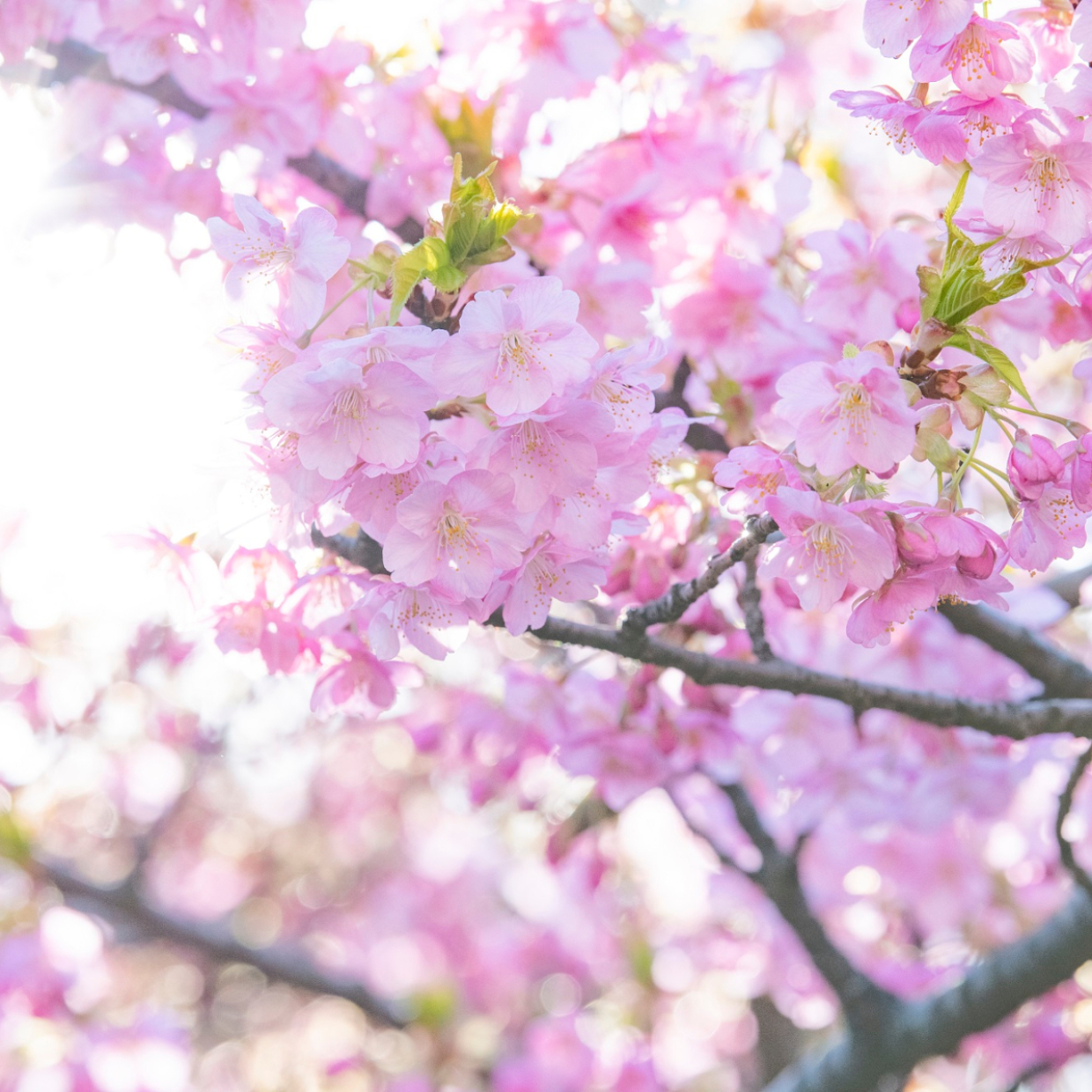  【お花見ディズニー】するなら今！　平成最後の桜は、最高の思い出になること間違いなしの夢の国へGO！ 