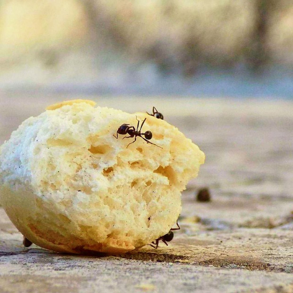  【メキシコの害虫対策】に学ぶ！蟻を家に侵入させない方法とは？日本でも”使える”！ 