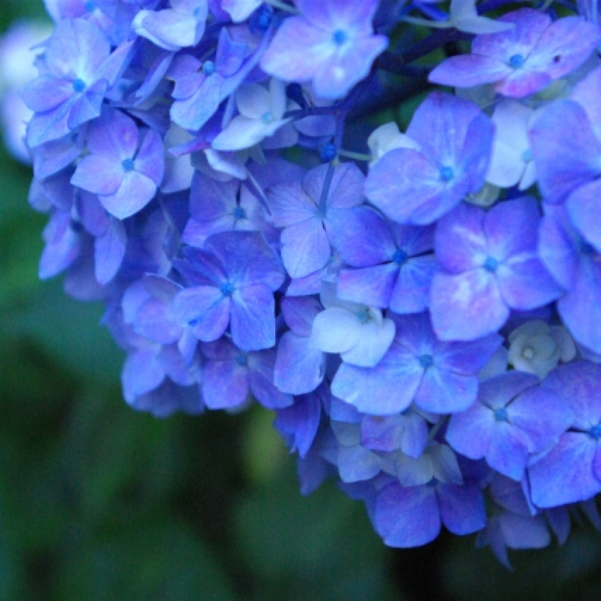  ジトジトベタベタ憂鬱な梅雨時期は美しい紫陽花(あじさい)グッズで乗り切ろう！ 