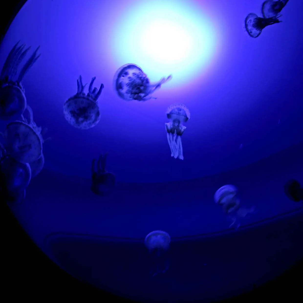  池袋サンシャイン水族館の新エリア『海月空感』オープン｜まるでクラゲに包まれているよう幻想的な「クラゲパノラマ」 