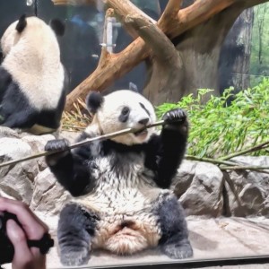 あなたの毎日が変わるキッカケは「パンダ」かもしれない。“パンダ愛”で心の温活！#上野動物園レポ