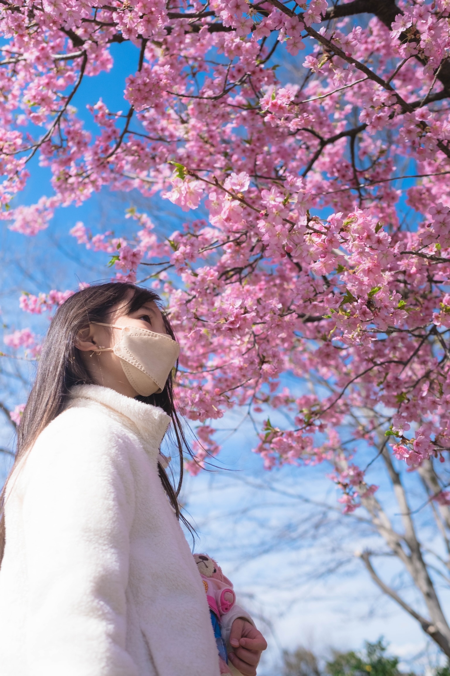 娘さんが桜を見上げている写真