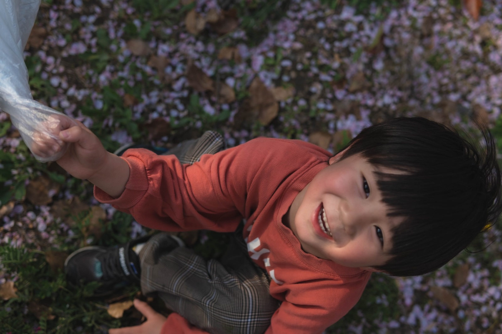 桜の花びらの中に囲まれて遊ぶ息子さんの写真