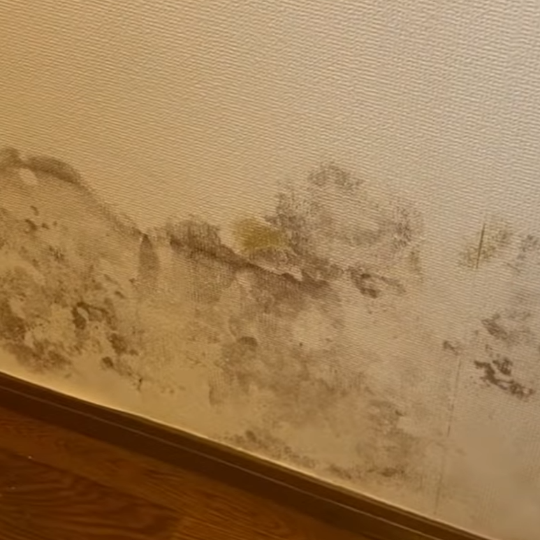  部屋の壁紙にこびりついた「黒カビ汚れ」を家にある洗剤で落とす！かんたん掃除術 