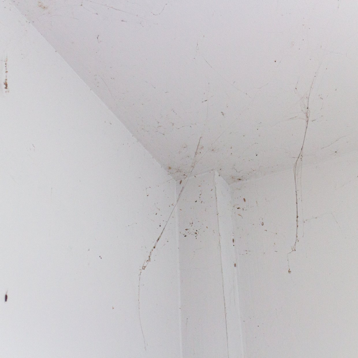 脚立は不要！「壁」についた“ホコリやくもの巣”を落とすかんたん掃除術 