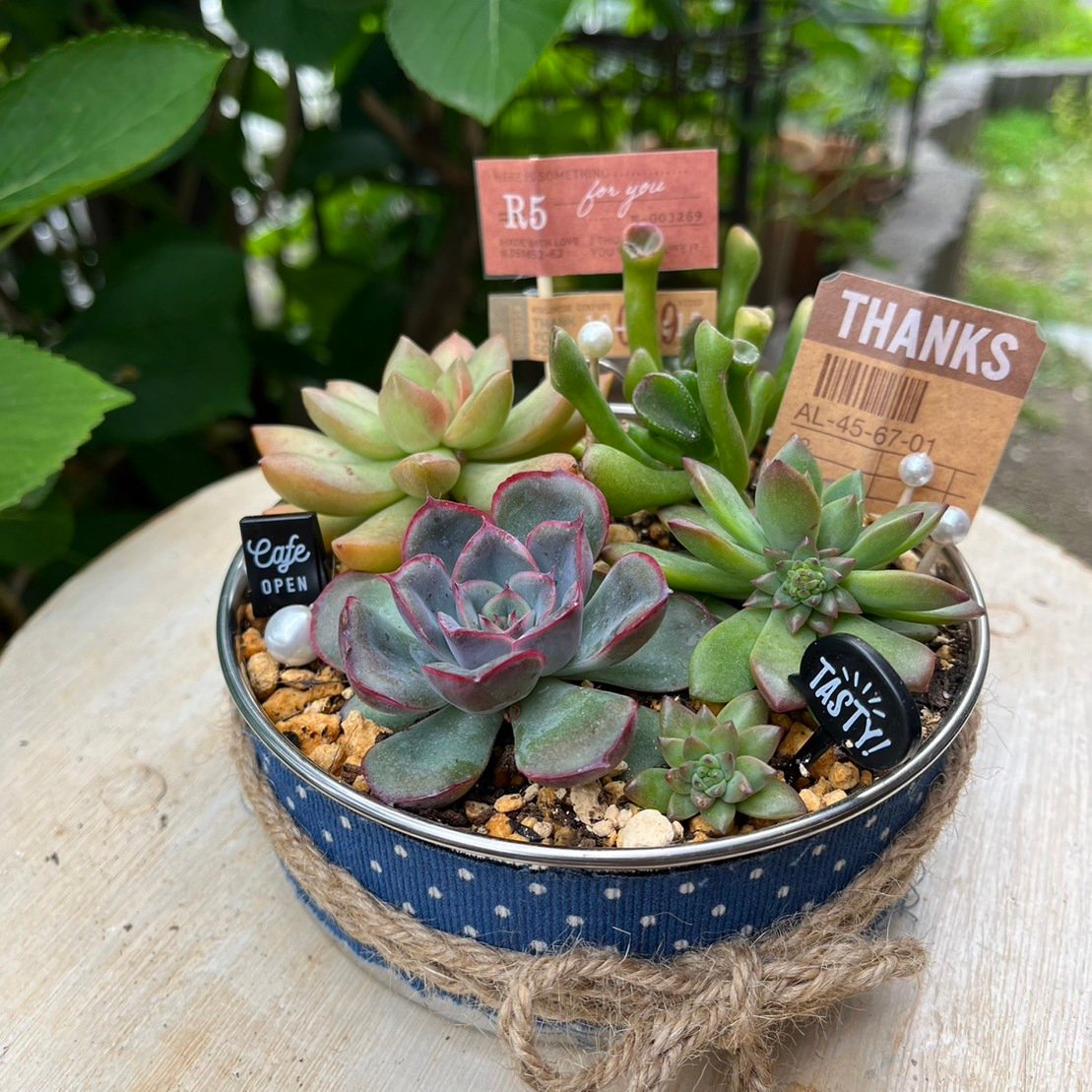 初心者向け多肉植物 寄せ植え 花月 金のなる木 セダム 万年草 多肉弁当 ...