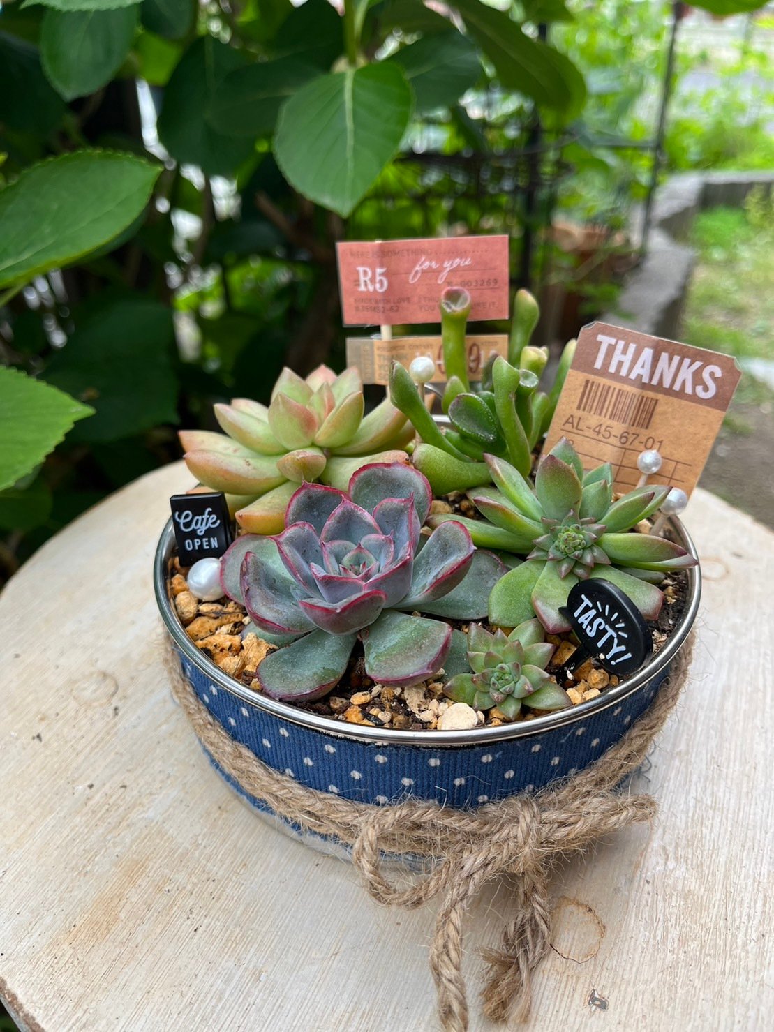 多肉植物 寄せ植え いろいろ - 植物/観葉植物