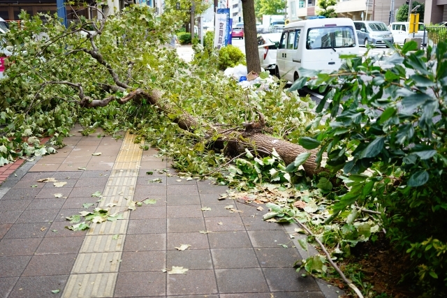 街中で倒れた木