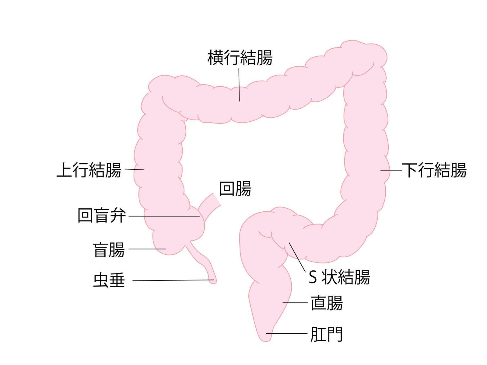 大腸の好発部位