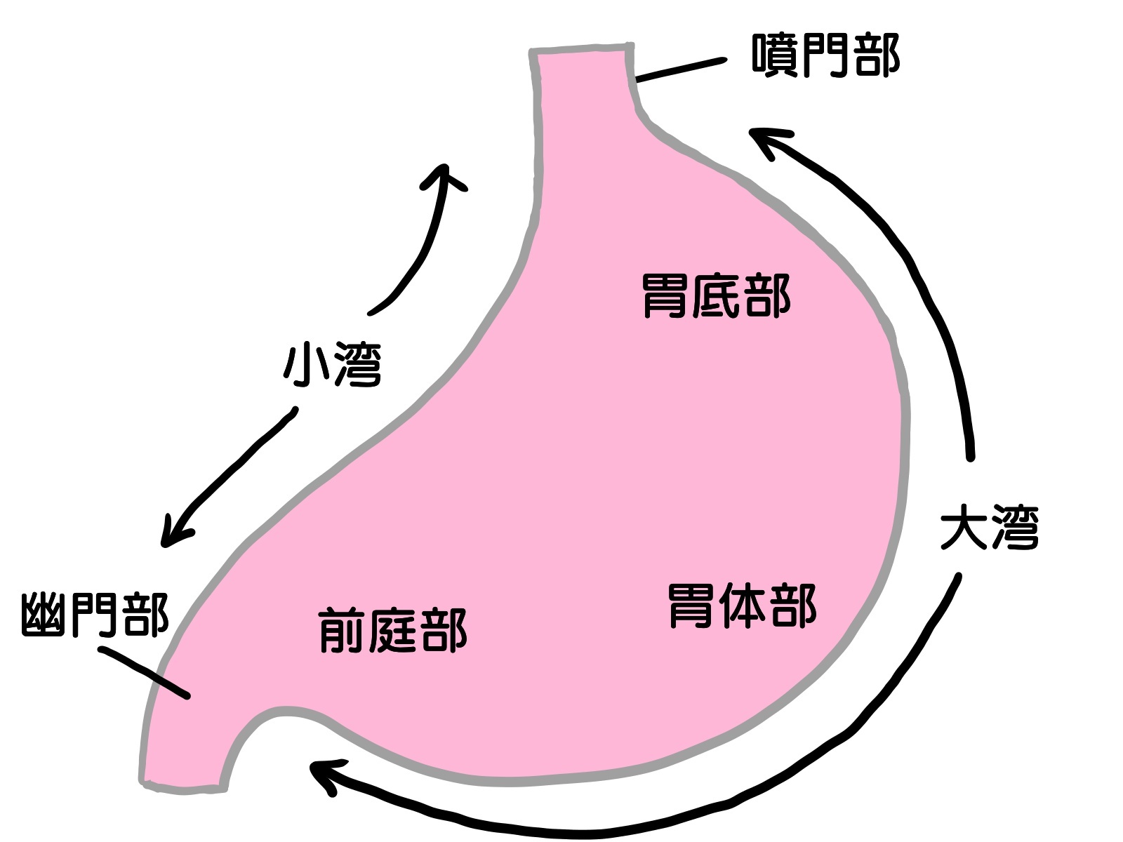 胃の部位