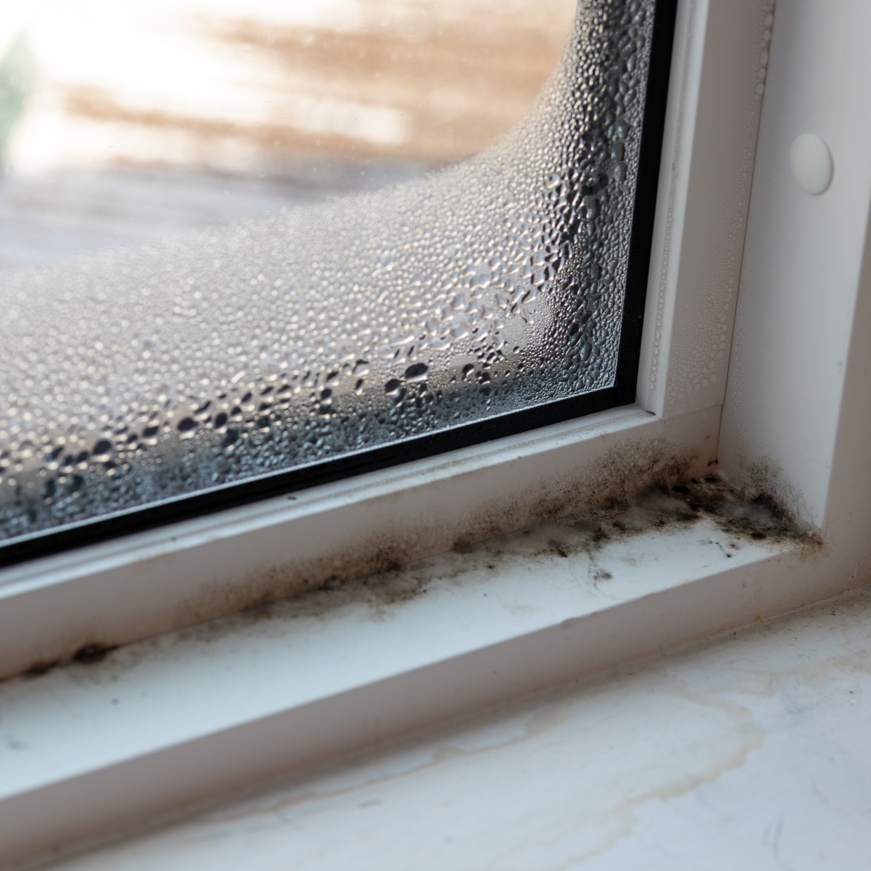  梅雨の「窓の結露」によるカビを予防する方法【知って得する掃除習慣】 