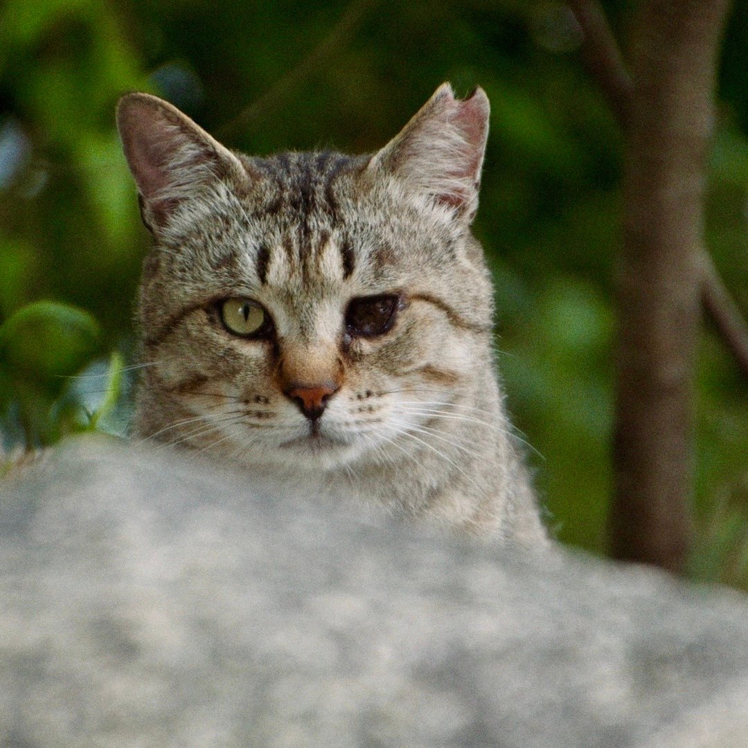  【五香宮の猫】敢えて「全米を泣かせない」観察映画が伝える人々との関わり、ノンフィクションの魅力 