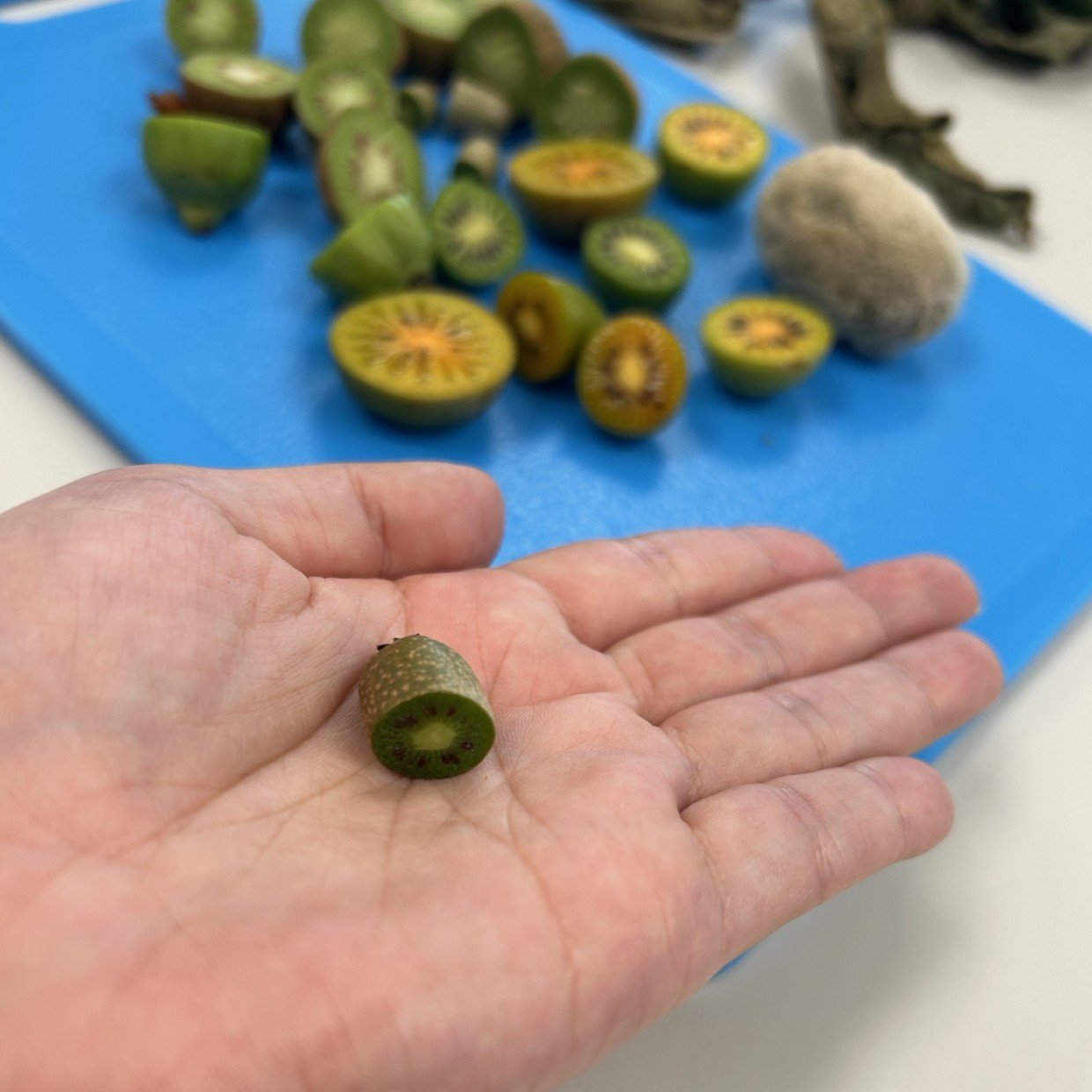  「え？この小さいキウイ本物なの？」ニュージーランドのキウイの研究施設に潜入【現地取材】 