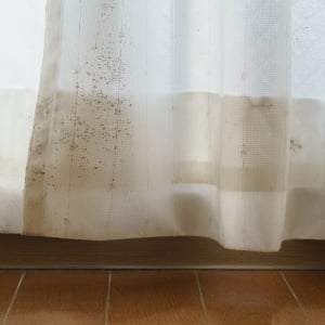 梅雨は特に注意！「カーテン」にカビが生える“3つのNG習慣”「埃も関係ある」「いくつ当てはまる？」