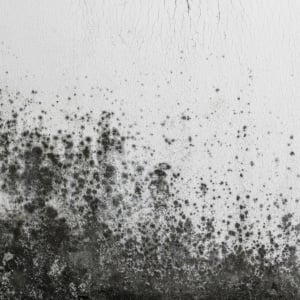 気づいたらカビが広がってた…。家の中に潜む「隠れカビスポット」3つ「思い当たる…」「見逃してた」