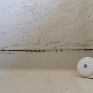 意味がなかったなんて…。カビが消えない“勘違い行動3つ”