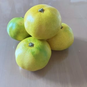 食べ終えた「みかんの皮」とお茶パックを組み合わせると…？「癒しのアイテムに変身」「寒い季節にいい」