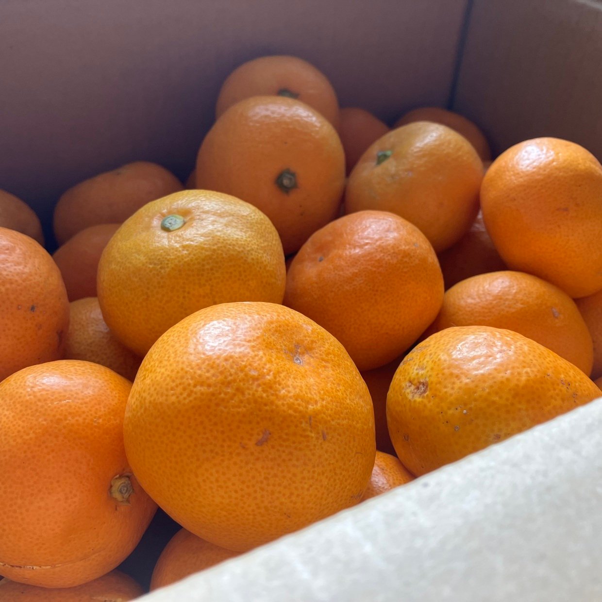  知らなかった。箱買いで傷みやすい「みかん」の賢い保存テク「少しの工夫で長持ち」「冬に知りたい知識」 