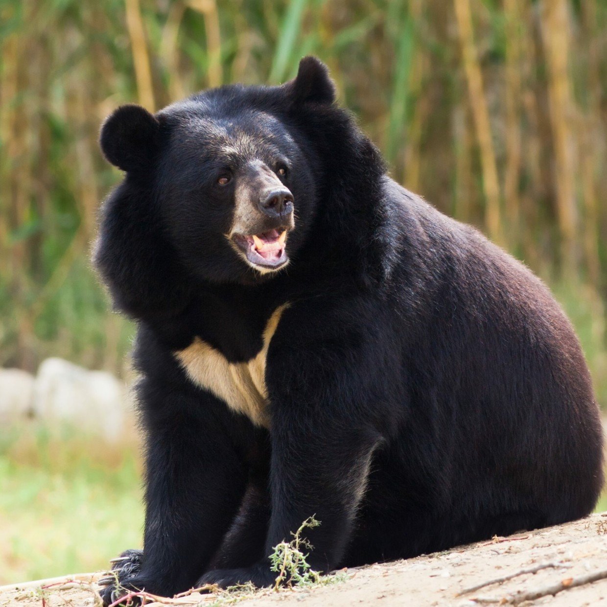  熊の被害が急増！家の周りで“避けるべき”3つのこと「山の近くじゃなくても危険」 