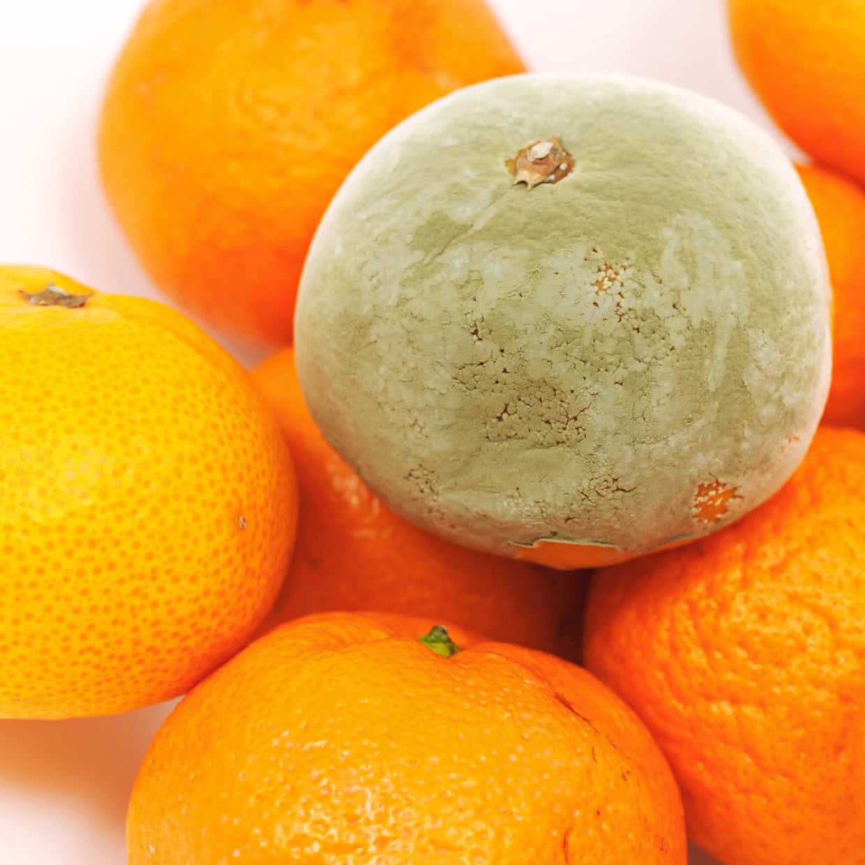  なぜかみかんにカビが生える…。大量に買った“みかんが痛む原因”「なるほど」「知らなかった」 