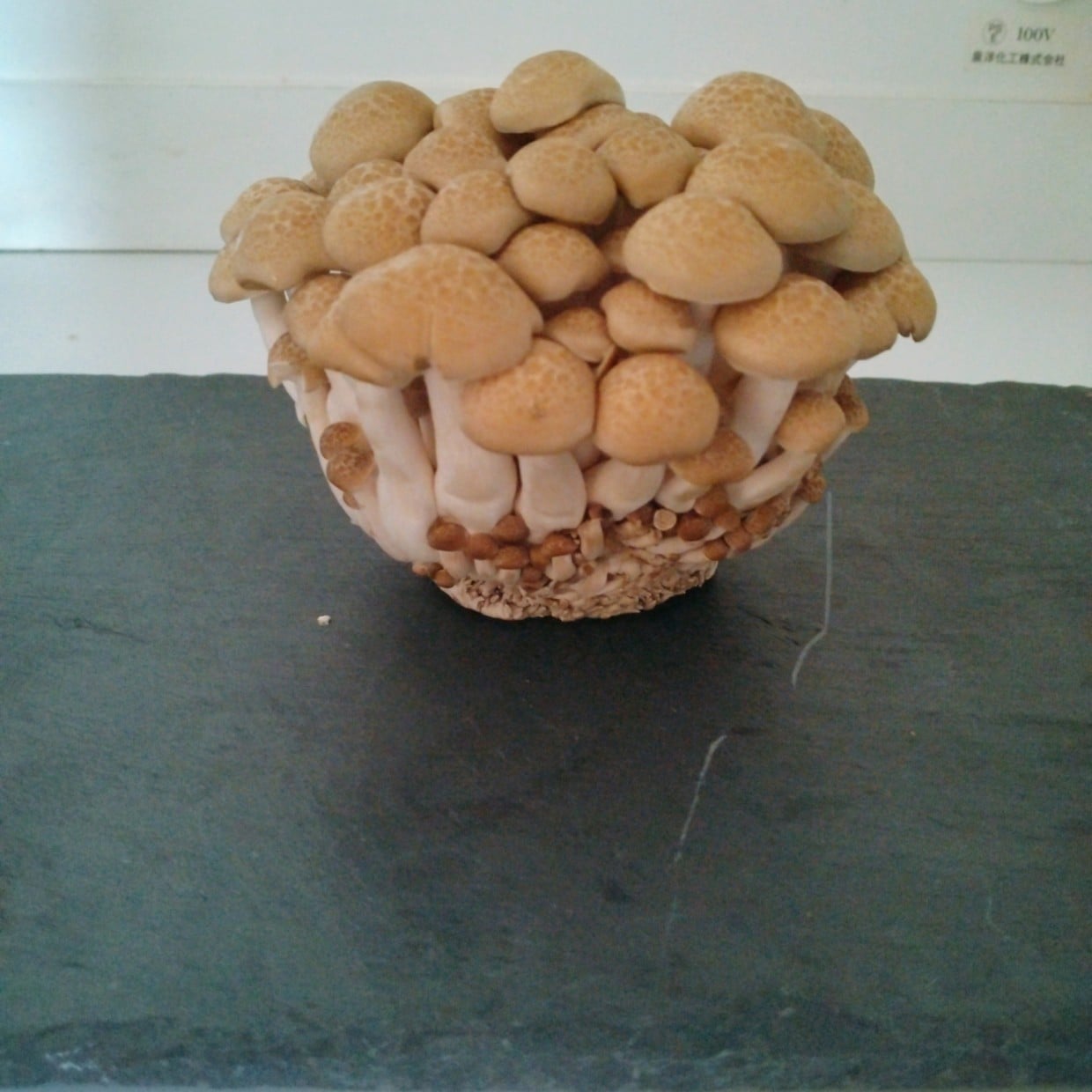  包丁いらず！“石づき”からしめじを無駄なくキレイに取る方法「今まで切りすぎてた」「後片づけもラク」 