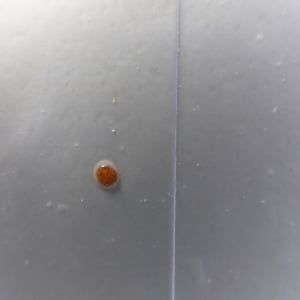 油汚れが無数に付着する「キッチンパネル」を“5分でピカピカ”にする時短掃除「手触りが違う！」