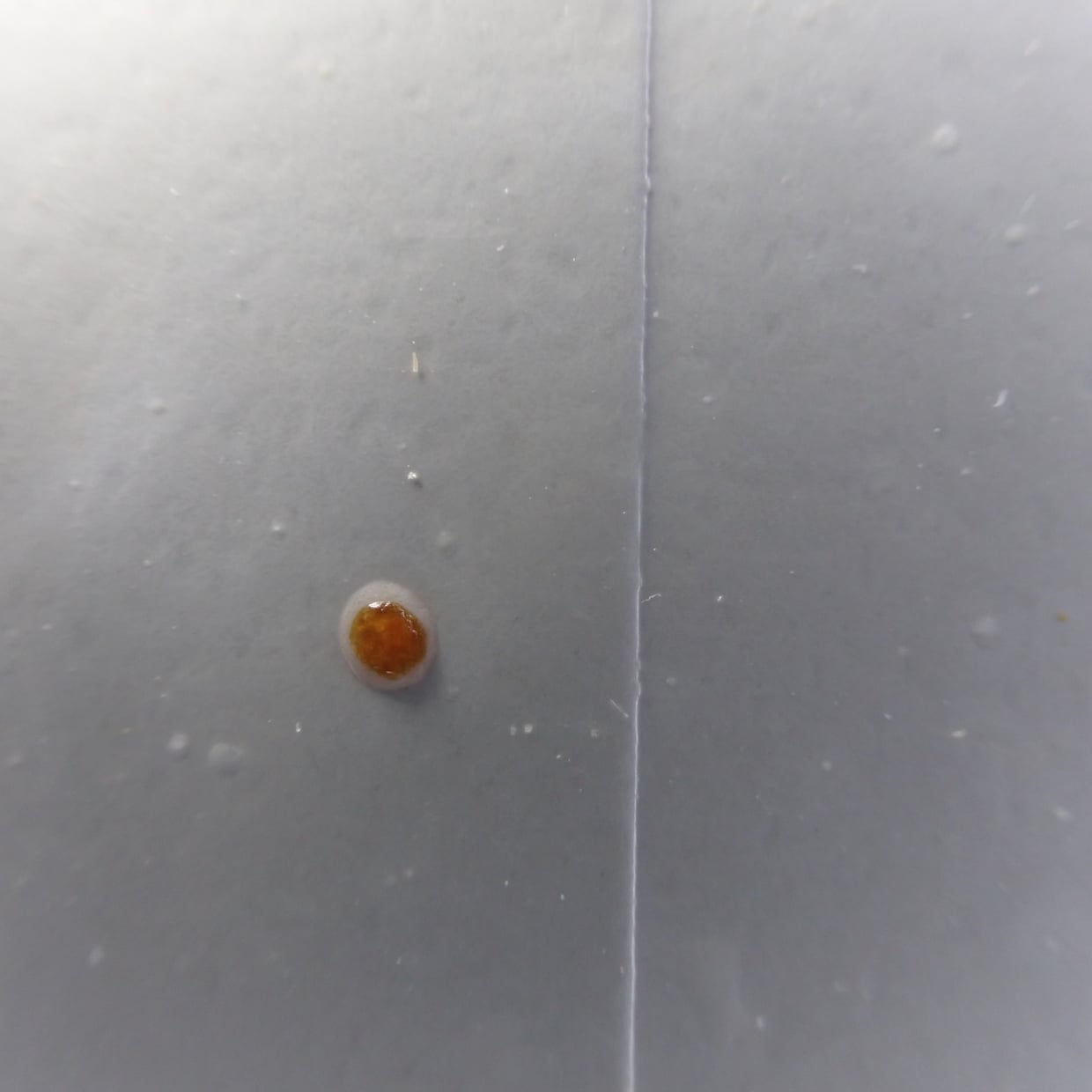  油汚れが無数に付着する「キッチンパネル」を“5分でピカピカ”にする時短掃除「手触りが違う！」 