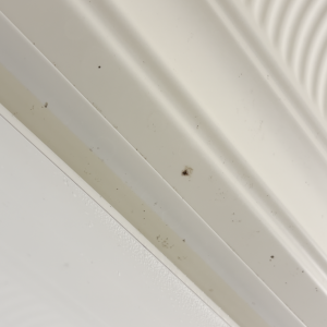 「お風呂の天井」見上げたら黒いポツポツ…。“洗剤を直接噴射しない“リセット術「黒カビ消えて清潔」