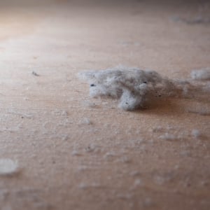 「春のホコリ掃除」はいつもと違う!?花粉やホコリを効率的に取り除く“ただしい掃除手順”