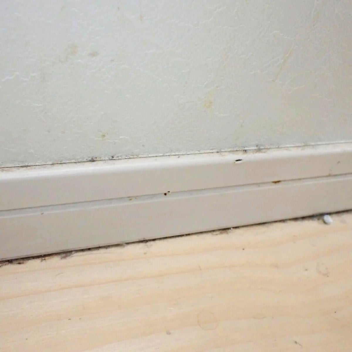 「巾木（はばき）の黒い汚れ」を“洗剤なし”で落とす簡単掃除術「スッキリ爽快！」「見落としてた」