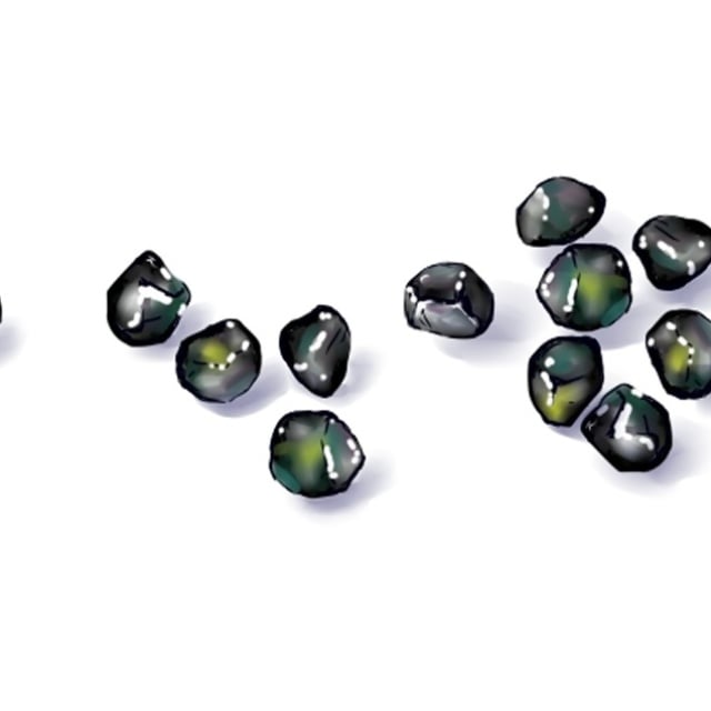  白い背景に広げられた胆石の粒たち。黒々として艶やかで青く光っている。 