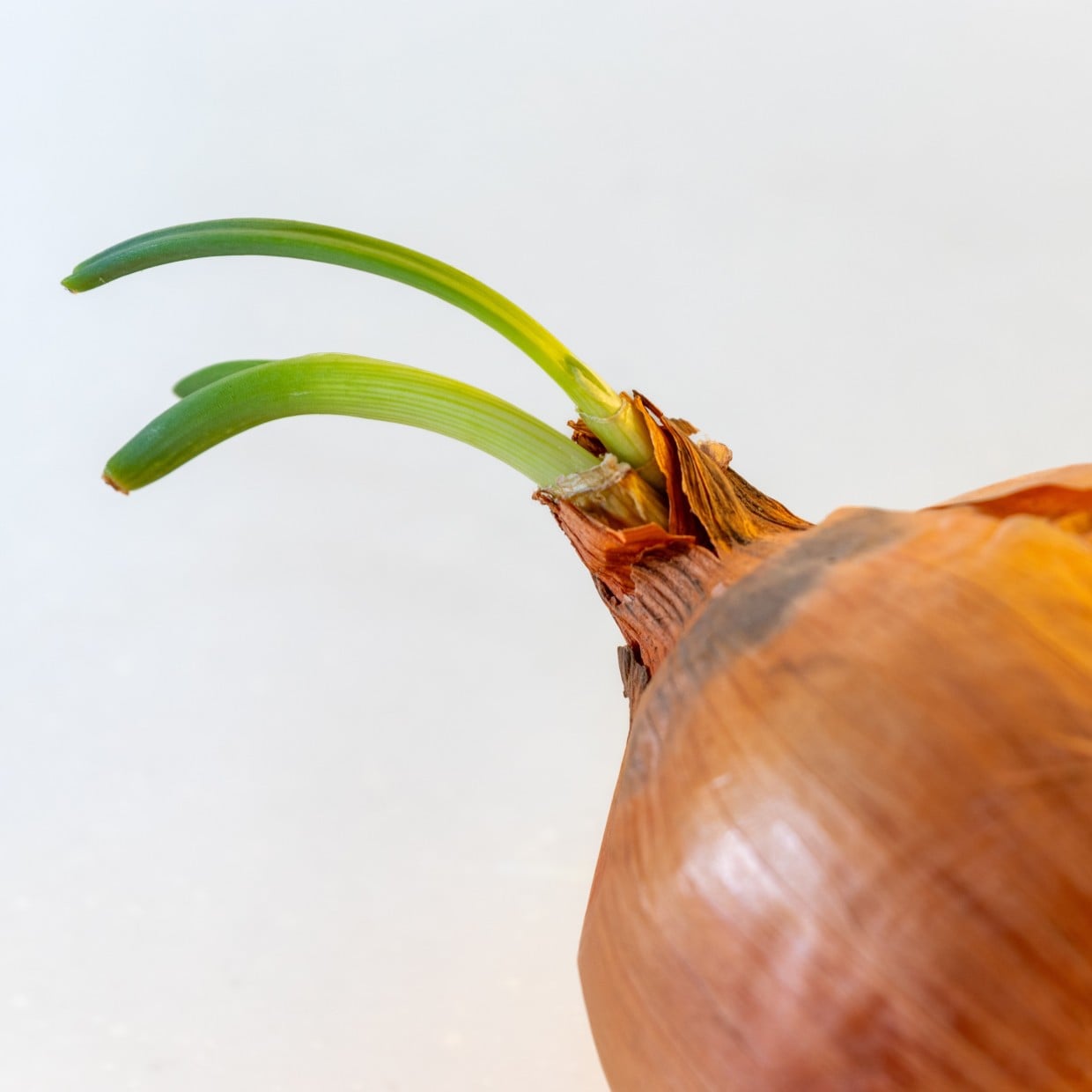  玉ねぎに生えた「緑の芽」は食べられる？注意点も解説「すぐに捨てないで」 