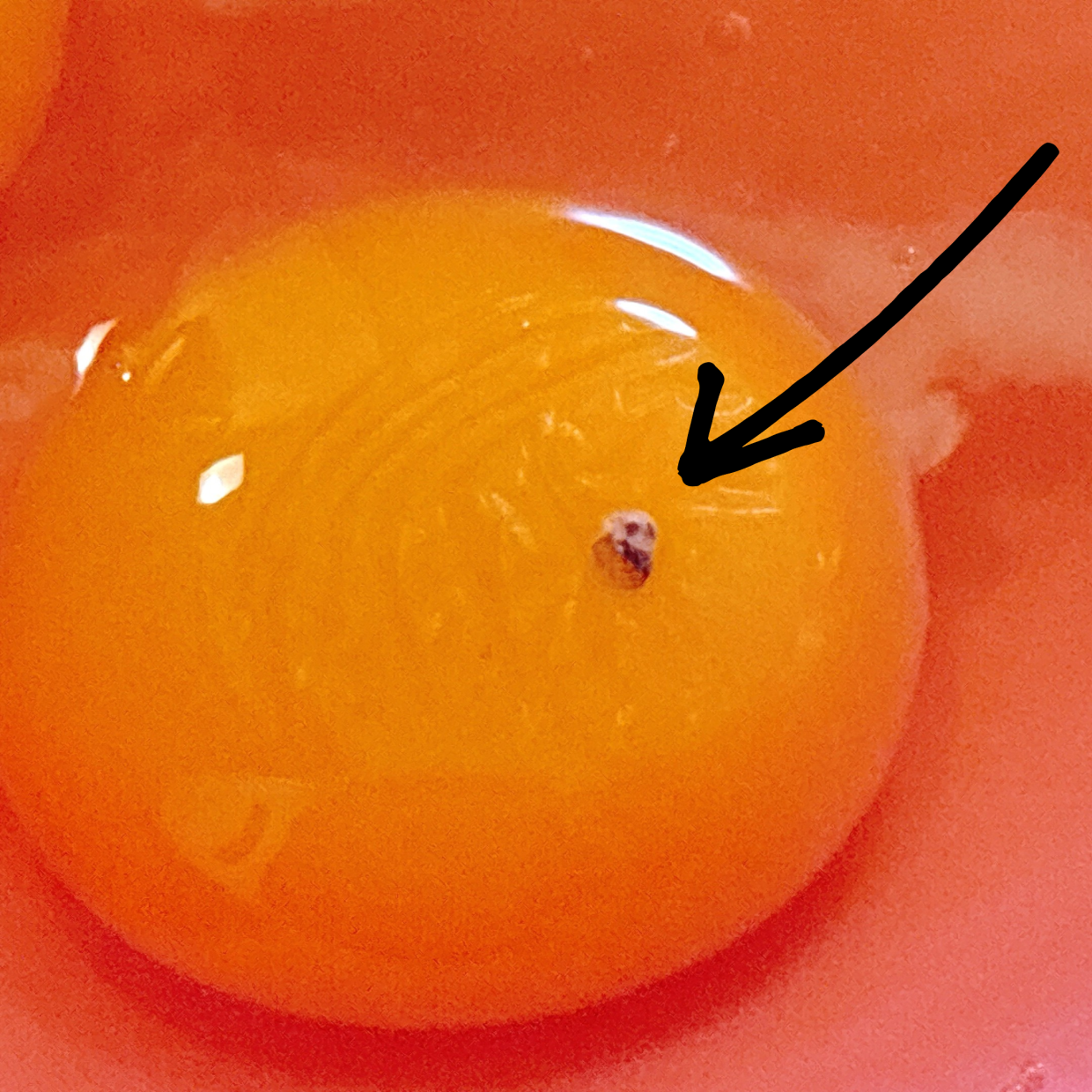  食べても大丈夫？卵の中にある“赤い塊”の正体「知らなかった」 