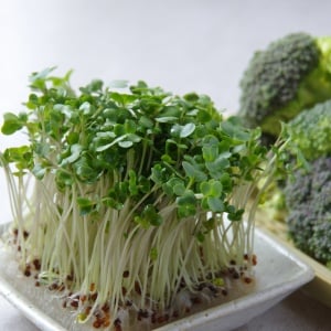 小さいのに栄養は"最大20倍以上"。「ブロッコリースプラウト」を食べないともったいない理由