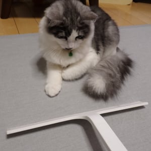 カーペットに絡まった「ネコの抜け毛」がごっそり取れるふたつのアイテム