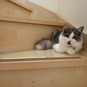 木製フローリングの階段、意外と汚れてる…。黒ずみ汚れを落としてピカピカにする【かんたん掃除術】