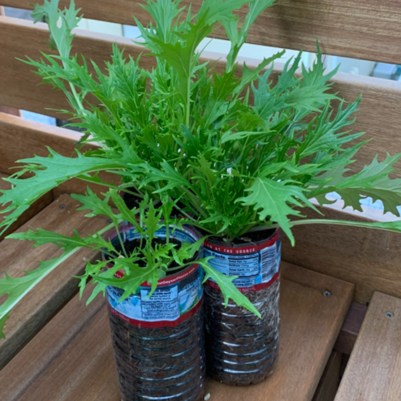  使い終えた500mlペットボトルで「水菜」が作れる！省スペースで何度も収穫できちゃう【ベランダ菜園】 