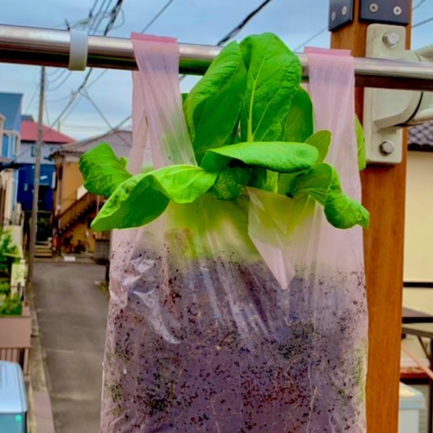  物干しざおに青梗菜!?プランターがなくても買い物袋で作れる【ベランダ菜園】「節約になる」「かんたん」 