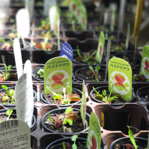 おもしろ可愛い♡ 夏休みの自由研究にもぴったりな【食虫植物】にハマる親子続出！