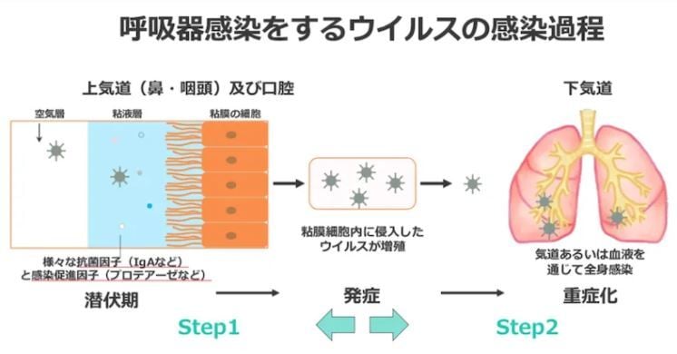 ウイルス感染のメカニズム