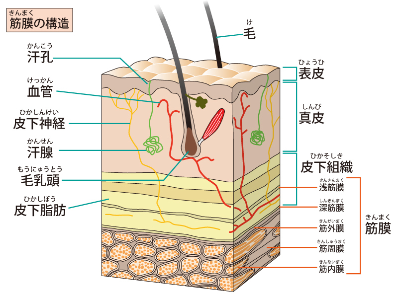 筋膜イメージ