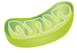 ミトコンドリア