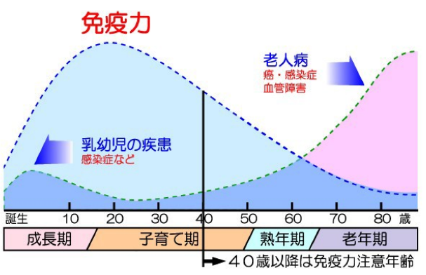 T細胞免疫系の働き