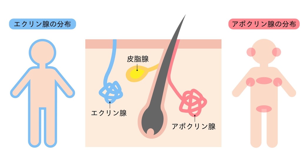 アポクリン汗腺とエクリン汗腺の分布　肌の断面図