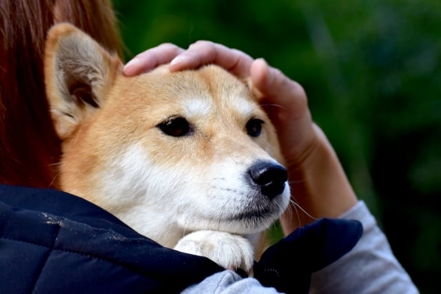 ペットにしっかり寄り添う