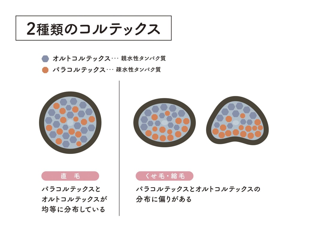 オルトコルテックスとパラコルテックスの分布