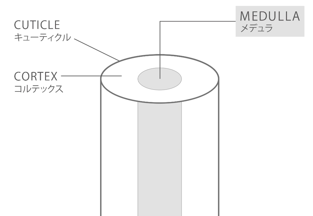 毛髪の構造